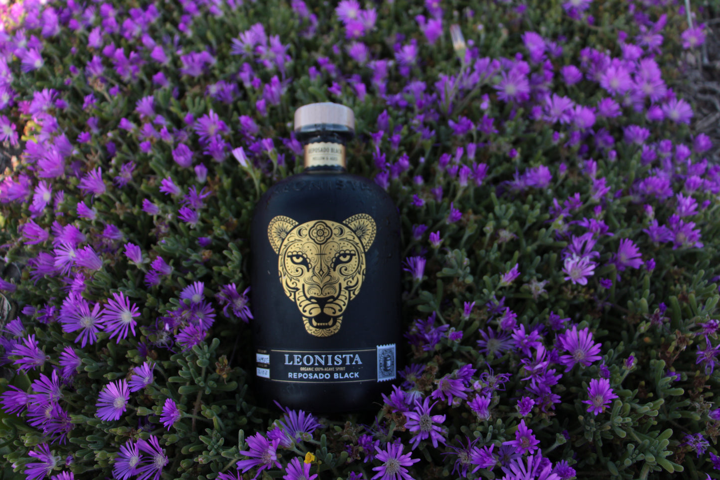Leonista Black